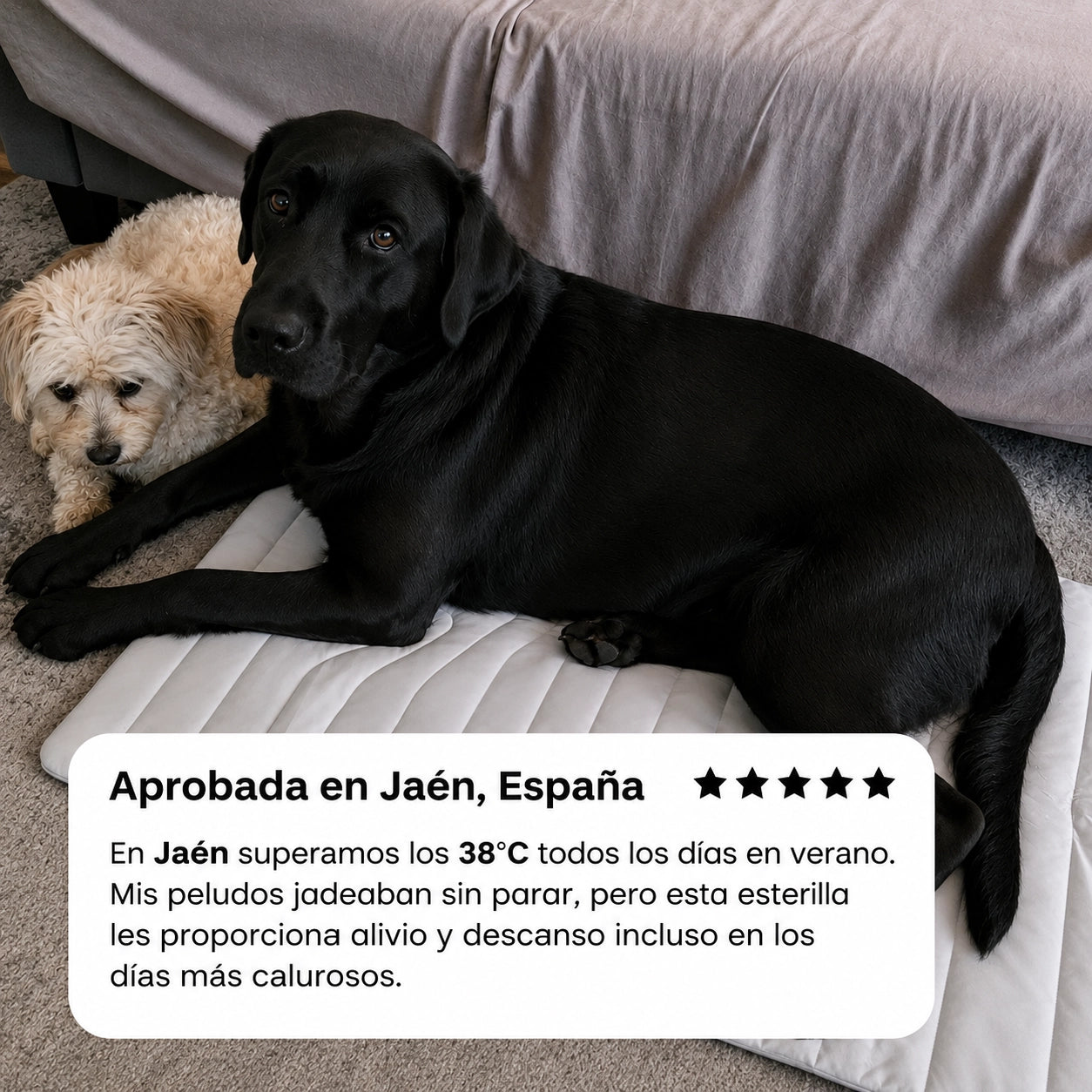 BRISA COOL™ esterilla refrescante para perros.