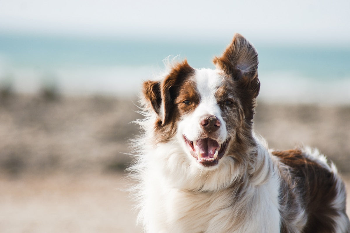 Perro en verano